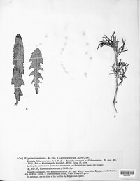 Erysiphe cruciferarum image